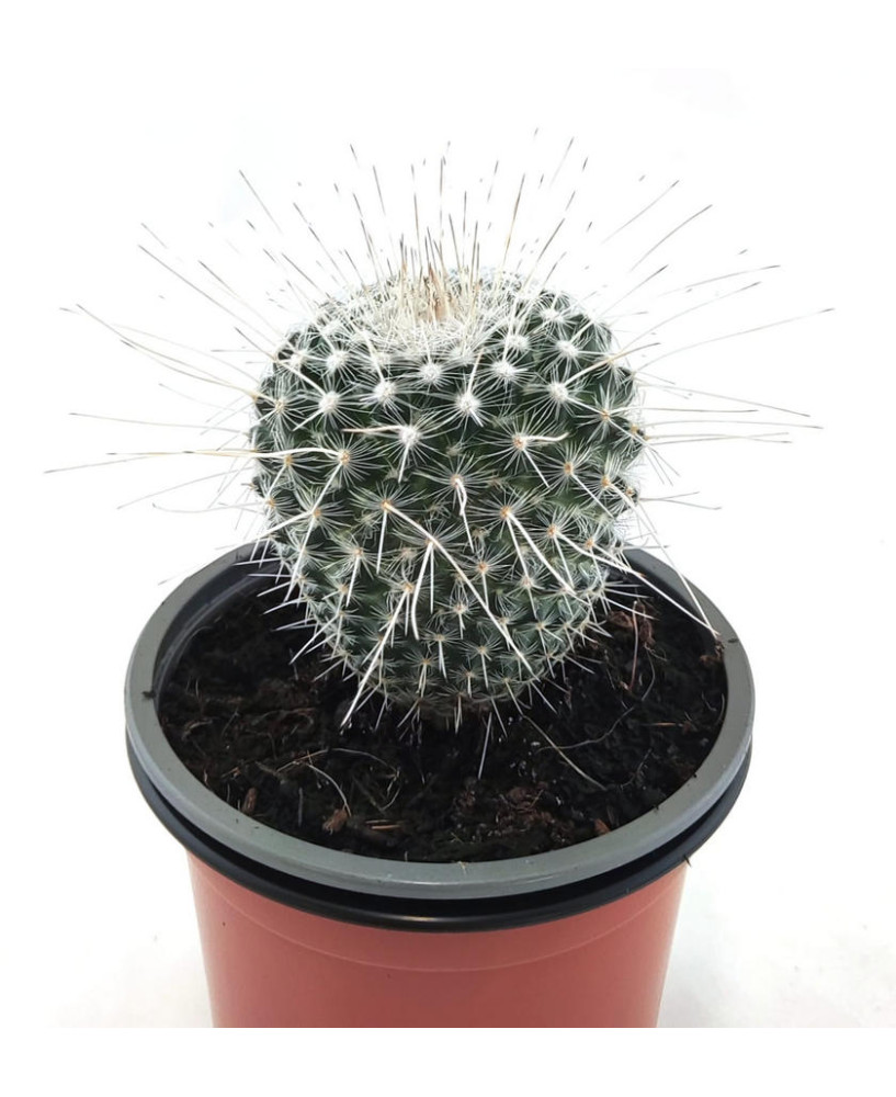Mammillaria Albinata