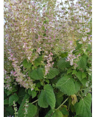 Salvia romana o Amaro