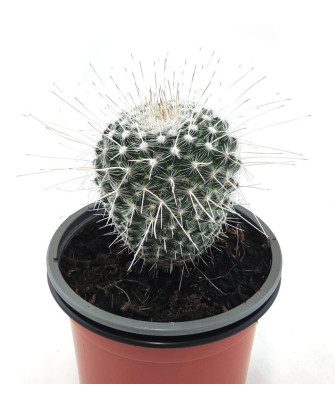Mammillaria Albinata
