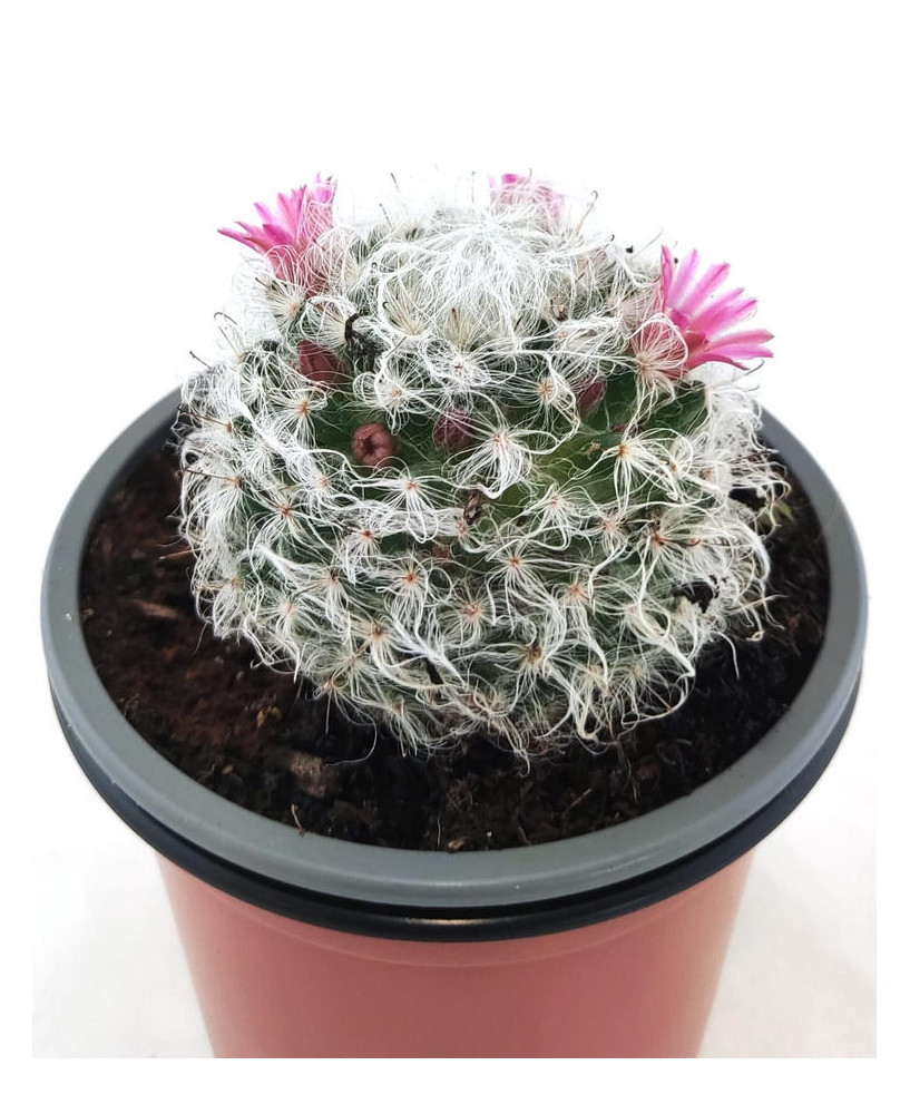 Mammillaria Bocasana