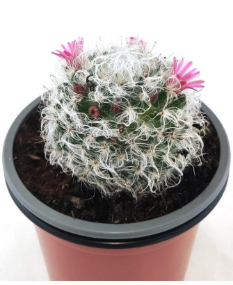 Mammillaria Bocasana