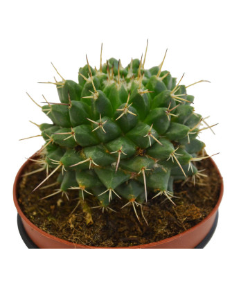 Mammillaria Compressa