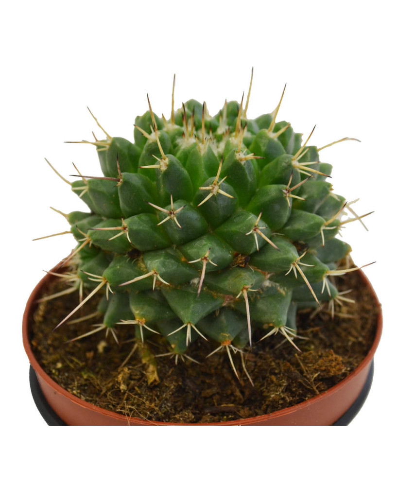 Mammillaria Compressa