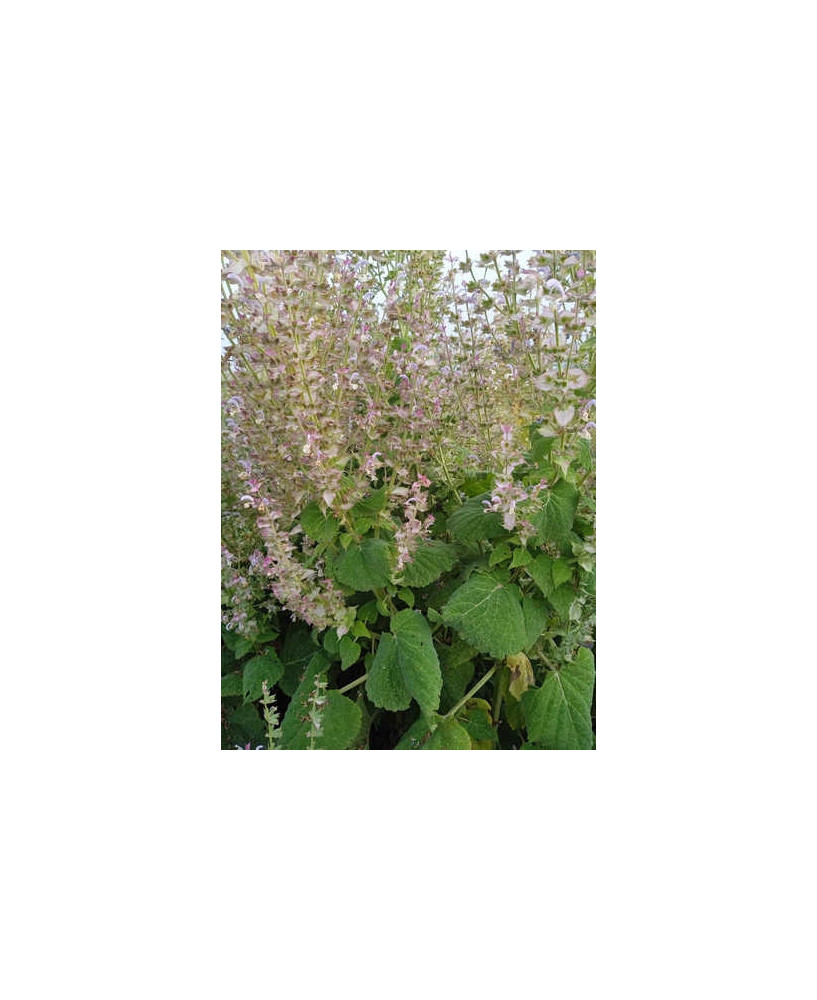 Salvia romana, 25gr