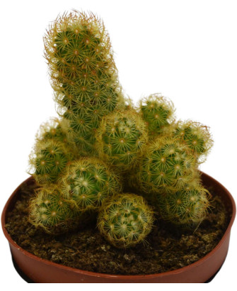 Mammillaria elongata