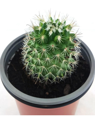 Mammillaria Matudae