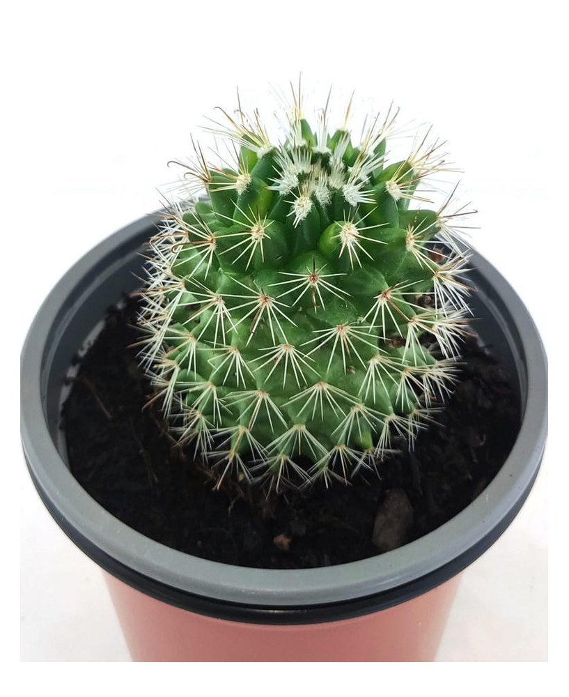 Mammillaria Matudae