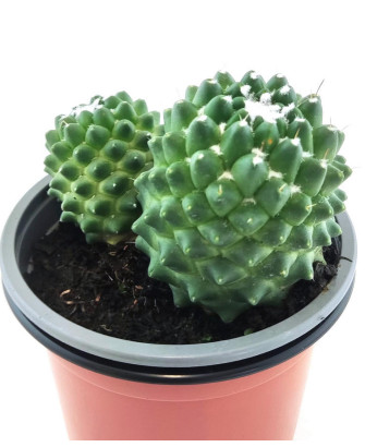 Mammillaria Polyhele