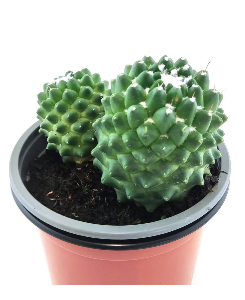 Mammillaria Polyhele