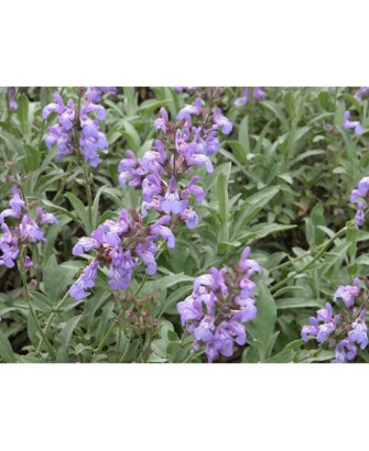 Salvia silvestre
