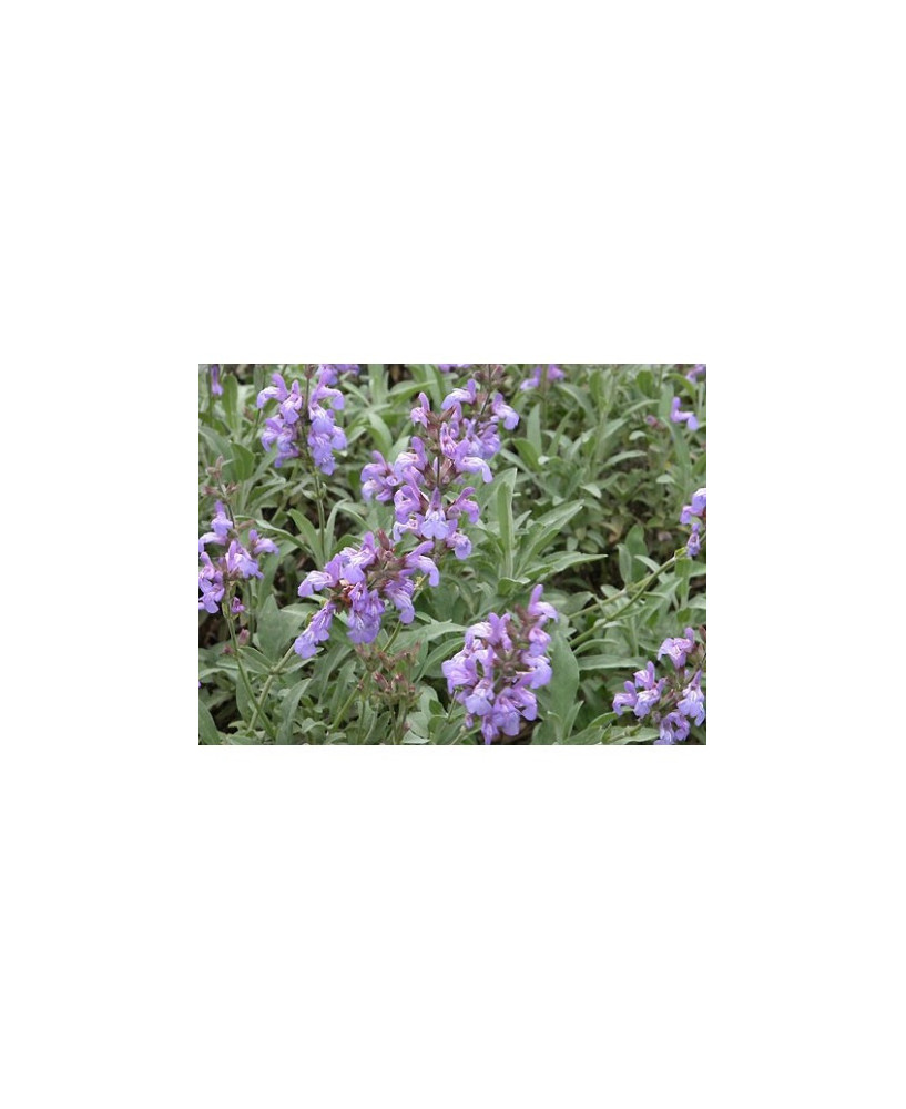 Salvia silvestre