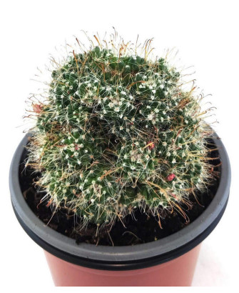 Mammillaria X Toumeya Papyracantha