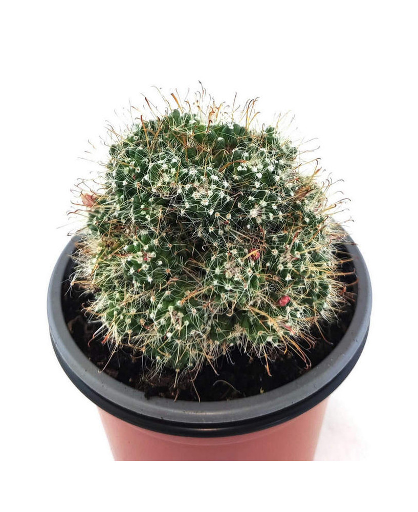 Mammillaria X Toumeya Papyracantha