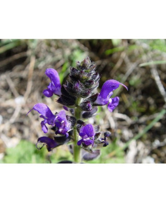 Salvia verbenácea