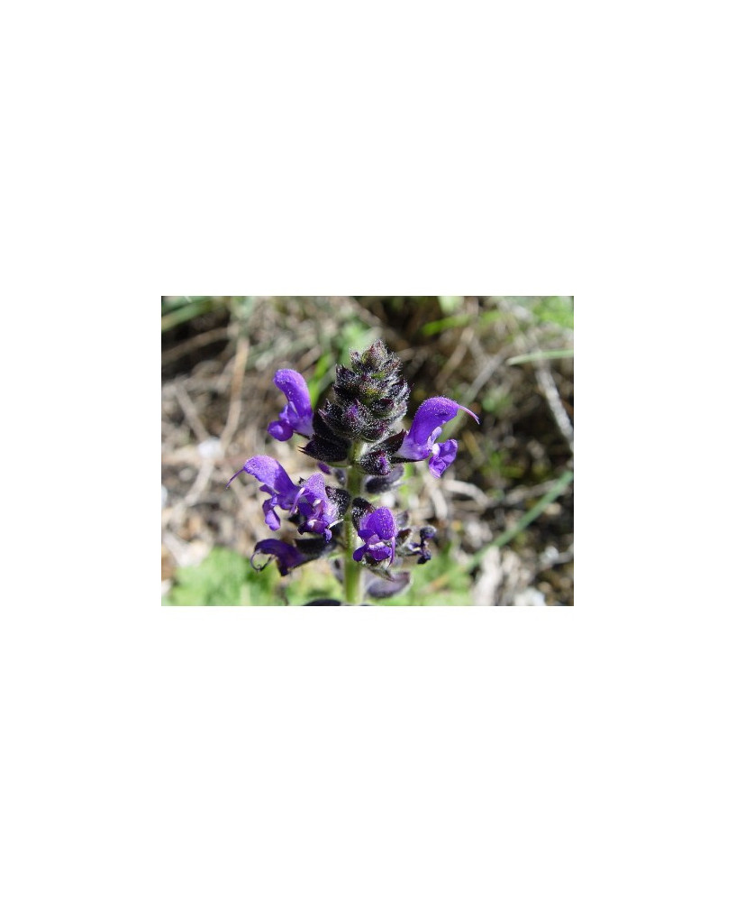 Salvia verbenácea