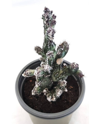 Monvilea Spegazinni Cristata