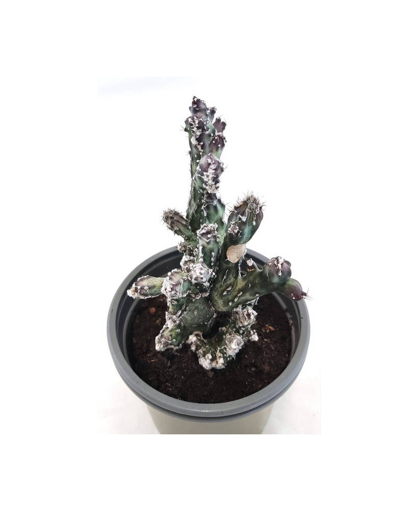 Monvilea Spegazinni Cristata