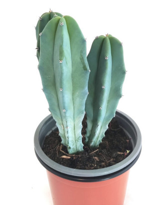 Myrtillocactus Geometrizans
