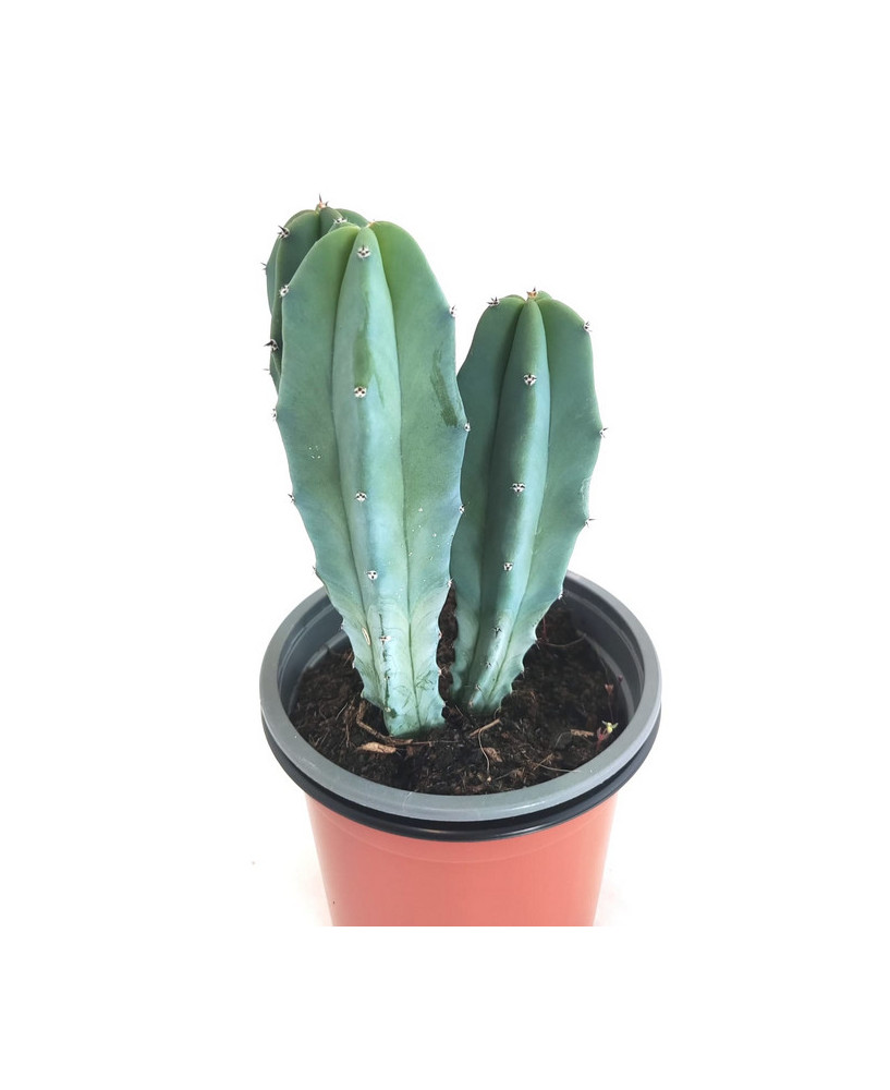 Myrtillocactus Geometrizans