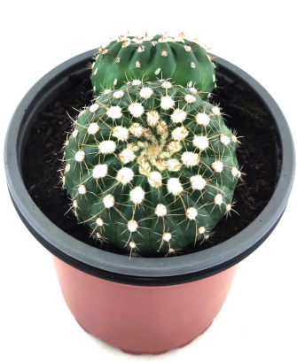 Notocactus Ubelmarianus Inermis