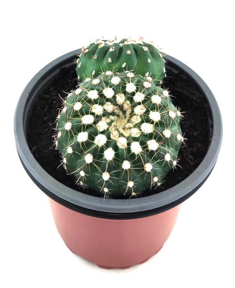 Notocactus Ubelmarianus Inermis