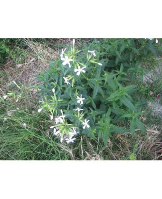 Saponaria