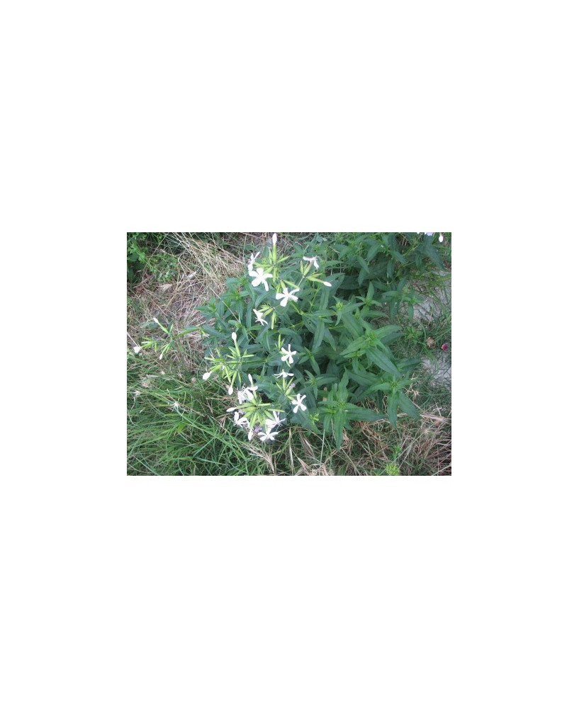 Saponaria