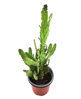 Opuntia monacantha monstruosa variegata