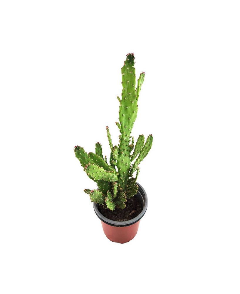 Opuntia monacantha monstruosa variegata