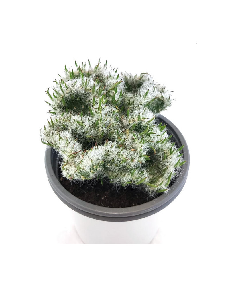 Opuntia Vestita Cristaat