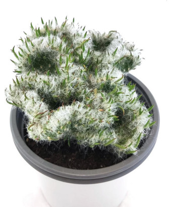 Opuntia Vestita Cristaat
