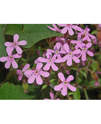 Saponaria menuda
