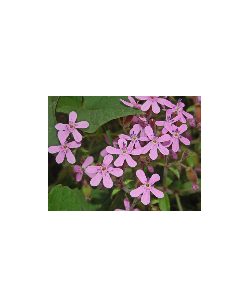 Saponaria menuda