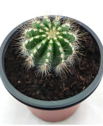 Parodia Magnifica