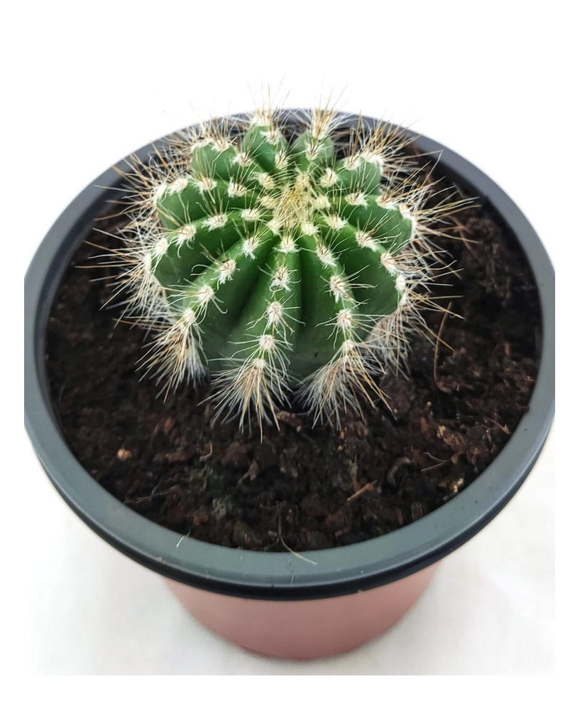 Parodia Magnifica