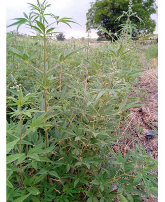 Sauzgatillo / Vitex