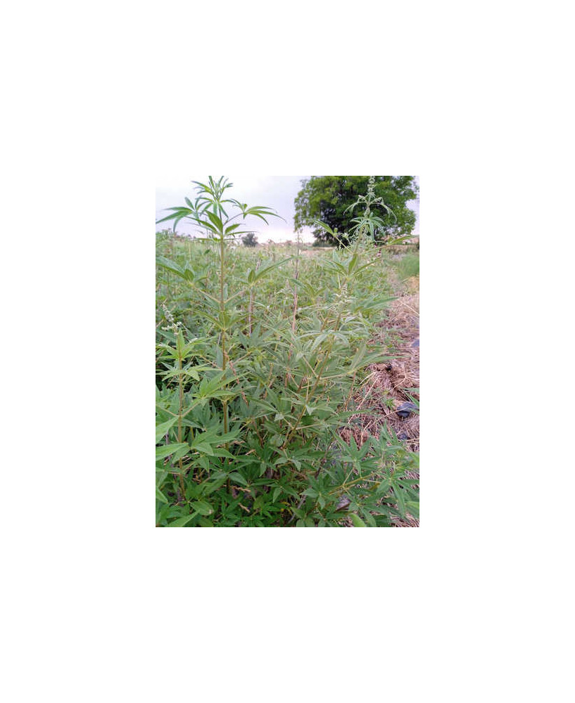 Sauzgatillo / Vitex