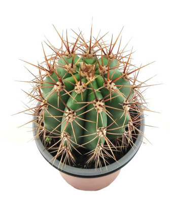 Parodia mamulosa