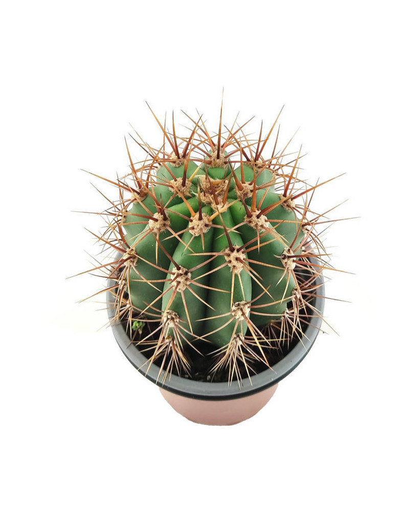 Parodia mamulosa