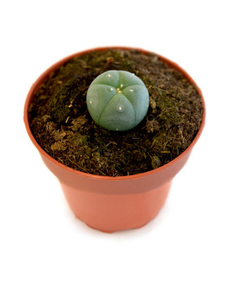 Peyote 1 año