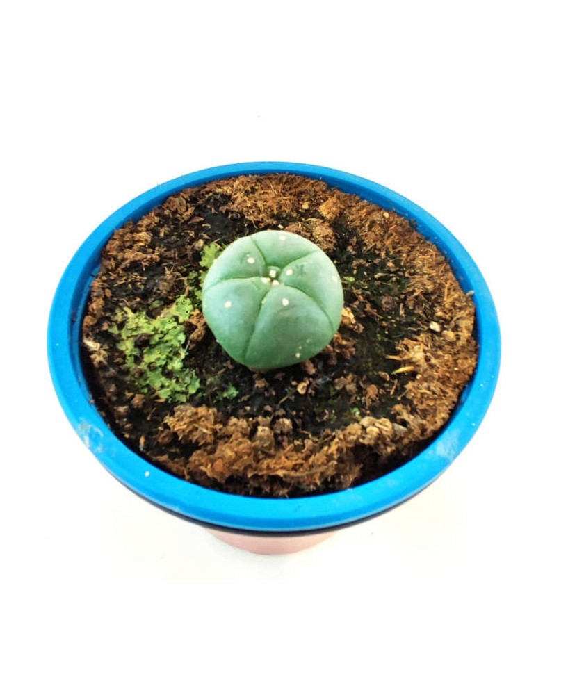 Peyote 3 años