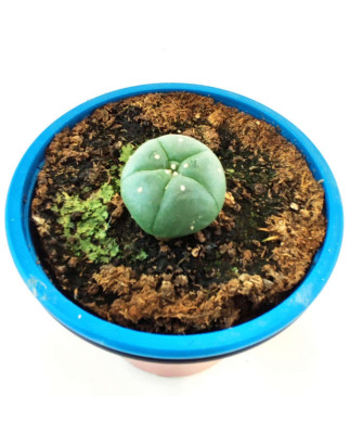 Peyote 3 años