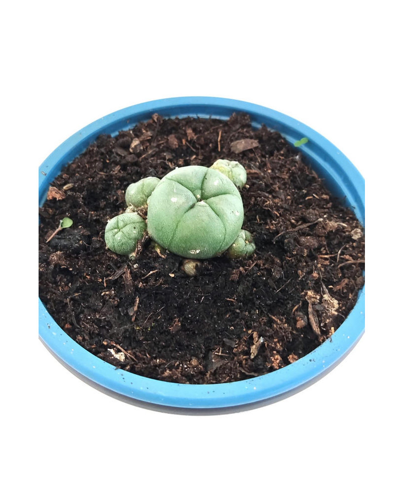Peyote Madre