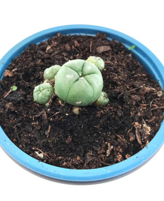 Peyote Madre