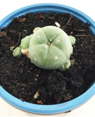Peyote Madre 3 años