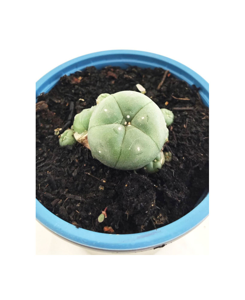 Peyote Madre 3 años