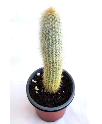 Pilocereus chrysostele
