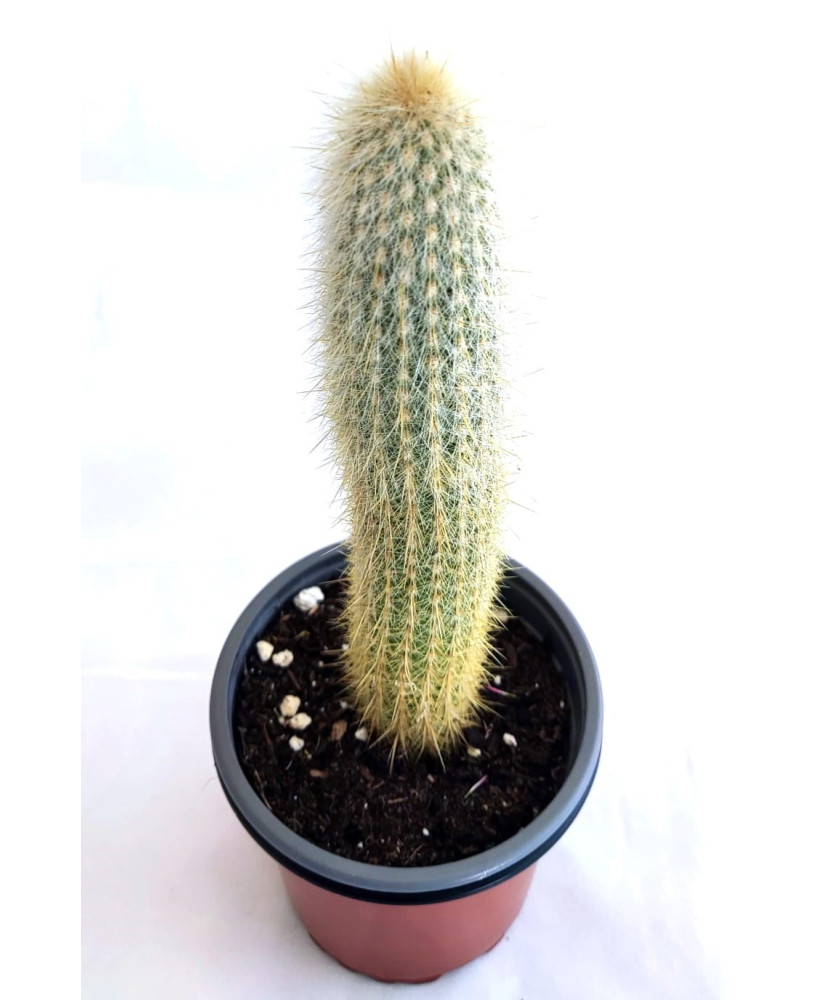 Pilocereus chrysostele