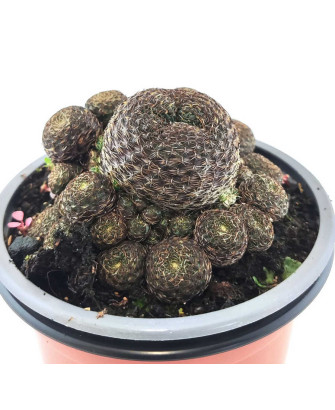 Rebutia Heliosa