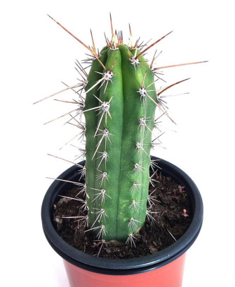 San Pedro con pinxo